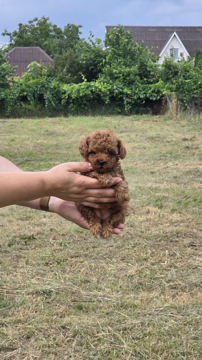 Той пуделя від тедді пуделя (Китай)! Є " Оплата частинами"