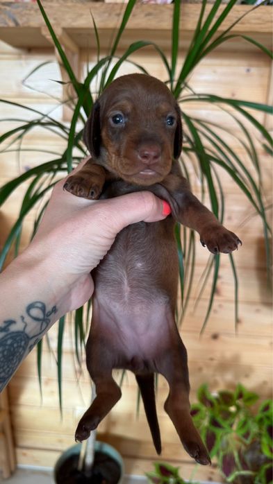 Menina Teckel  Chocolate