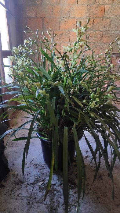 Orquídea beje olho vermelho