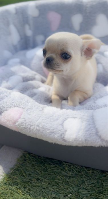 Śliczny chłopiec chihuahua!