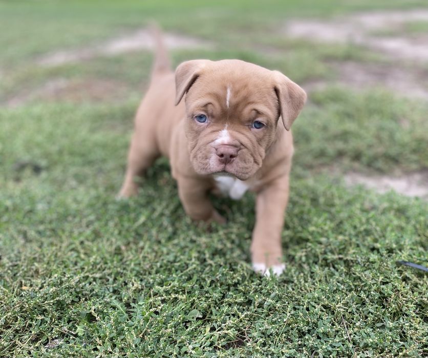 American Bully Pocket