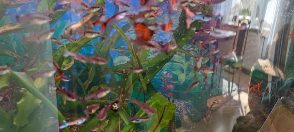 Ryby akwariowe gupiki