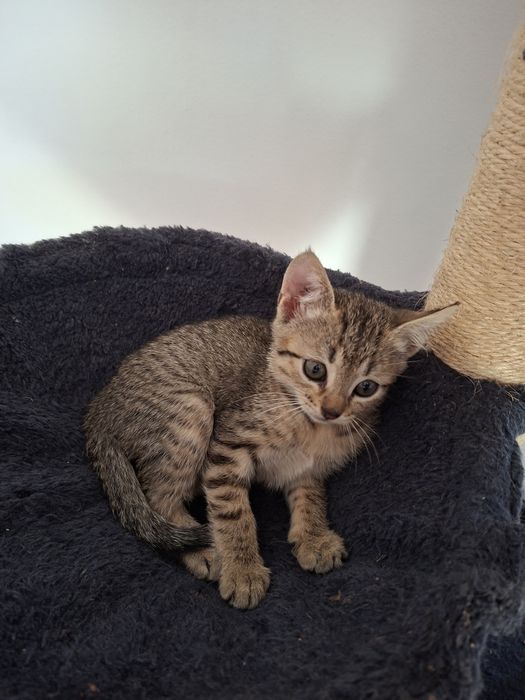 Gatas para adoção