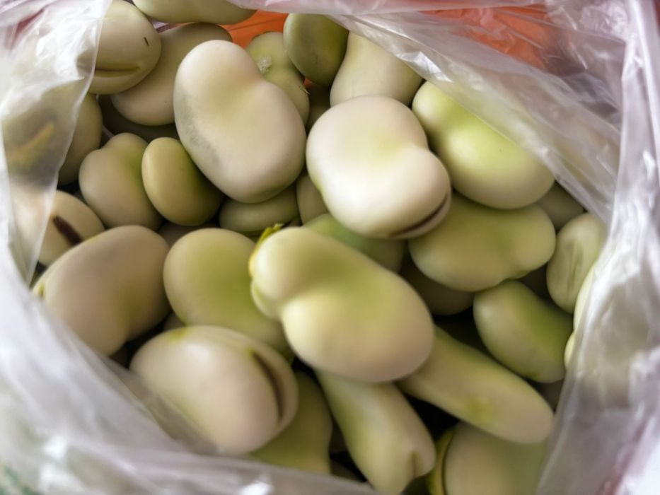 Favas com casca ou descacadas