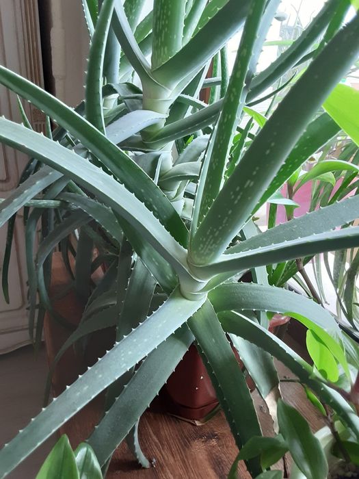 Растение Aloe Vera разных размеров