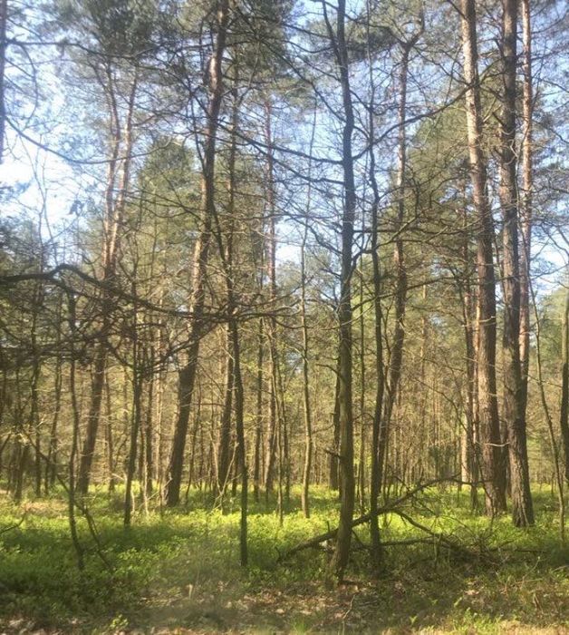 Tania działka leśna