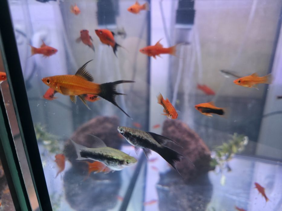 Mieczyki liry długopłetwe