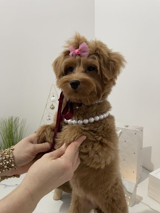 Помапу — Маленькі моделі для обіймів