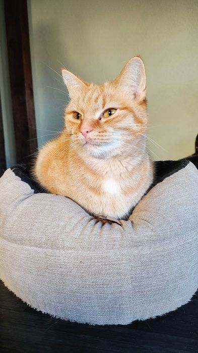 Ruda piękność szuka miłości