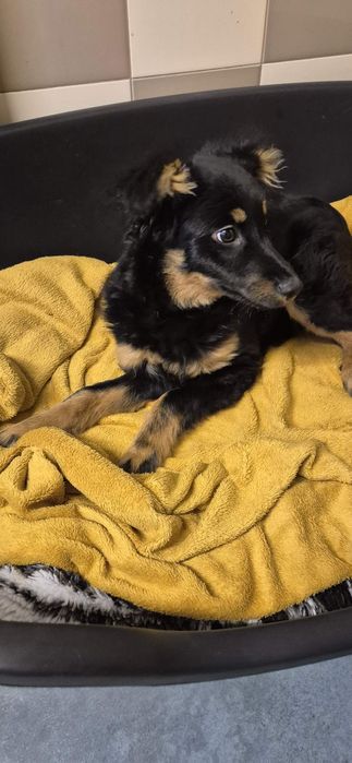 Suczka okolo 4 miesiace