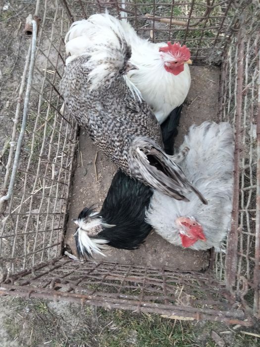 Sprzedam nadwyżkę kogutów
