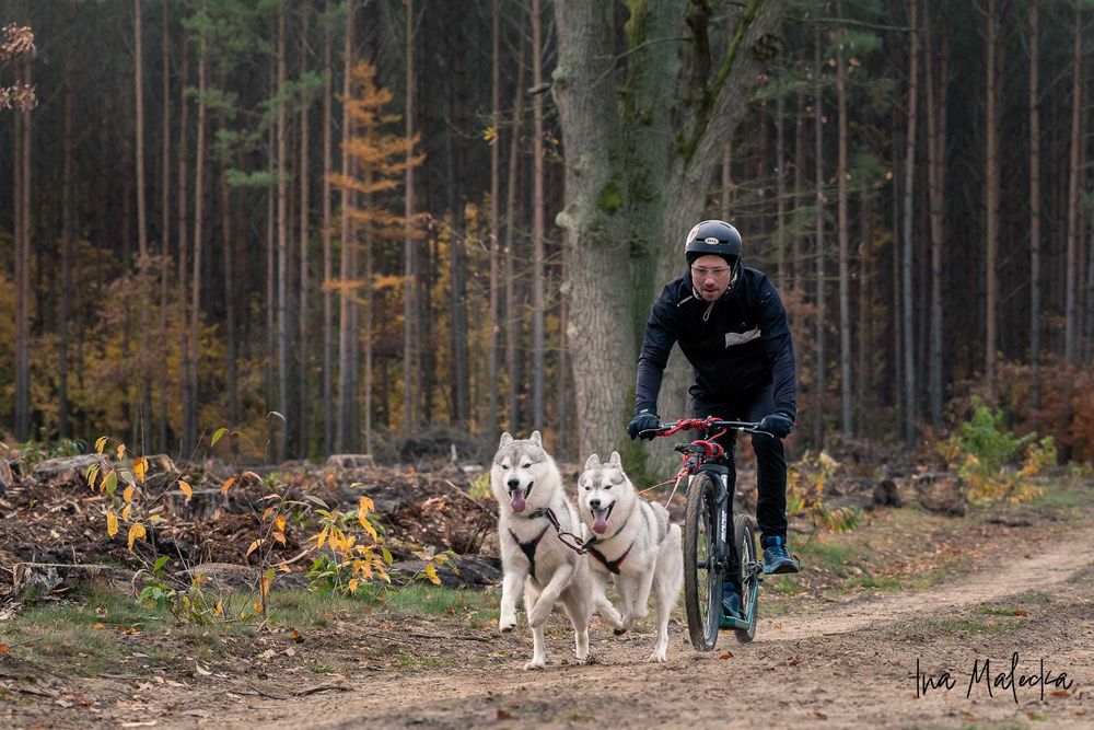 La Dam Latea FCI - Siberian Husky - szczeniak z rodowodem ZKwP