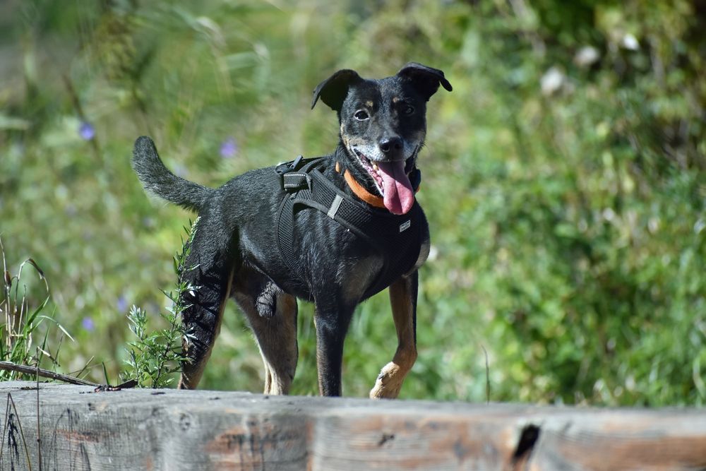 Uroczy piesek czeka na własnego człowieka