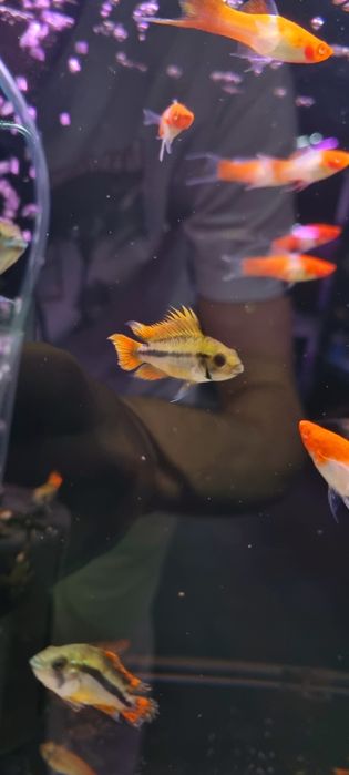 Pielęgniczka kakadu