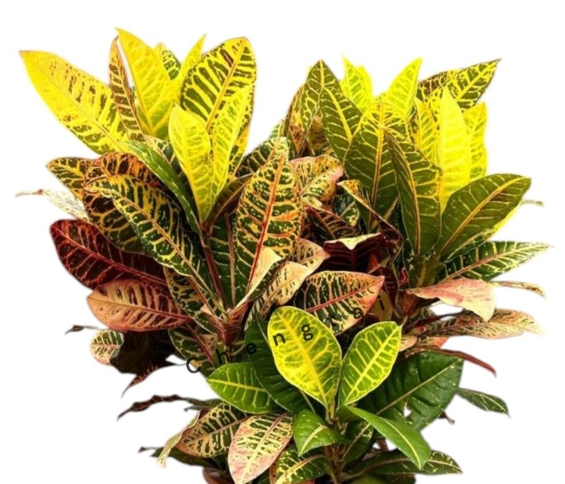 Кодиеум Вариегатум