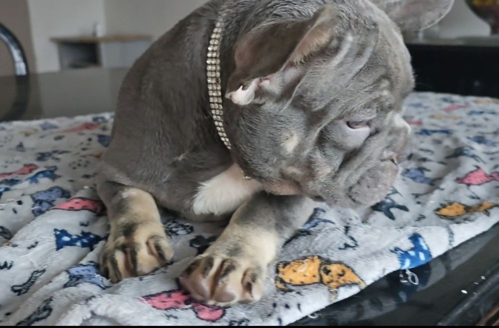 Bulldog Francês menino pais nas fotos