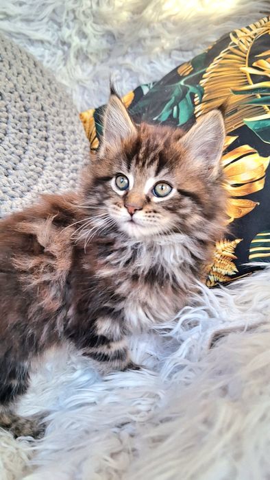 Maine Coon- kocurek