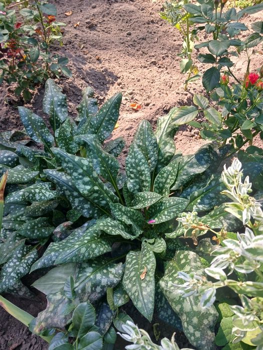 Медуничка. Гарний первоцвіт.