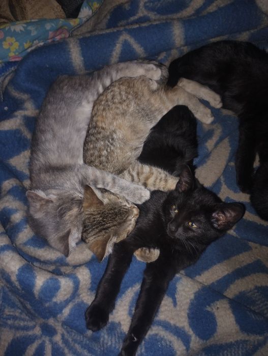 Котики в Острі добрим людям