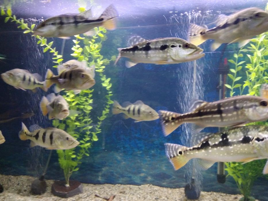 Cichla Blue Azul Piquiti 20-25 cm