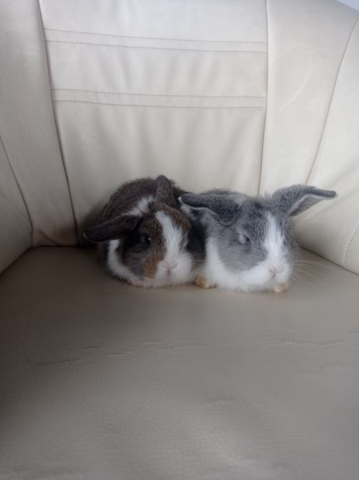 Królik mini lop.