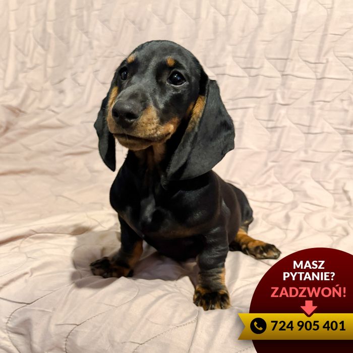 ^^jamnik (suczka) czarno podpalana^^