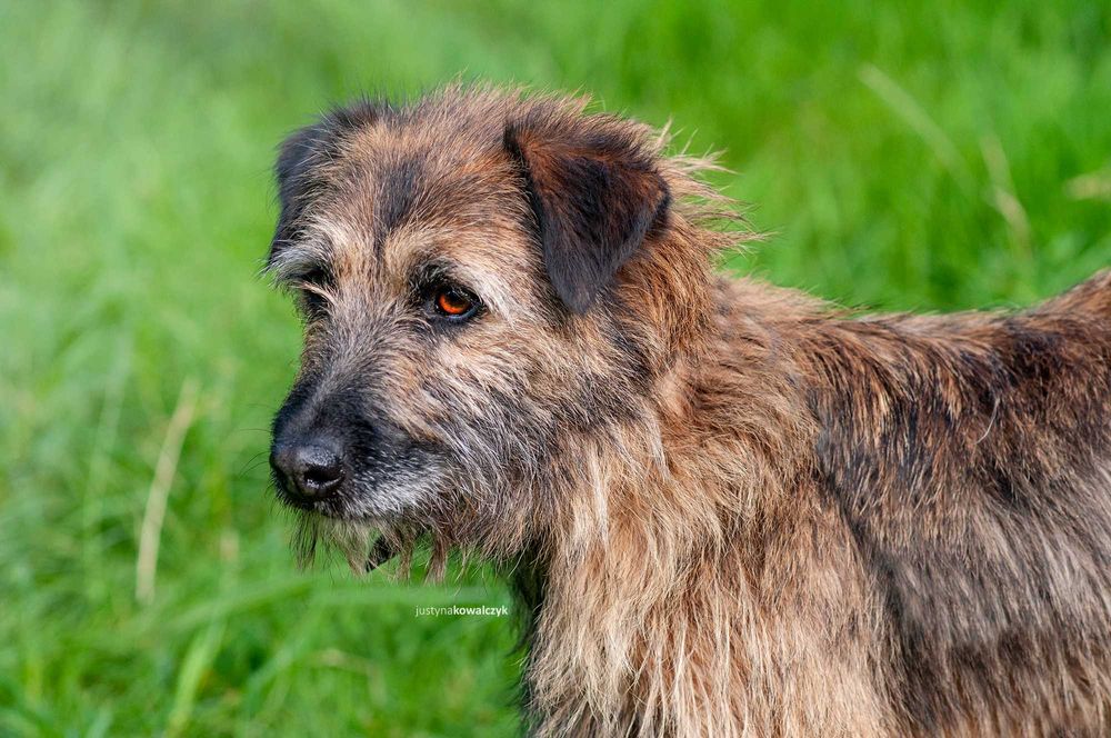 Timo czeka na dom...