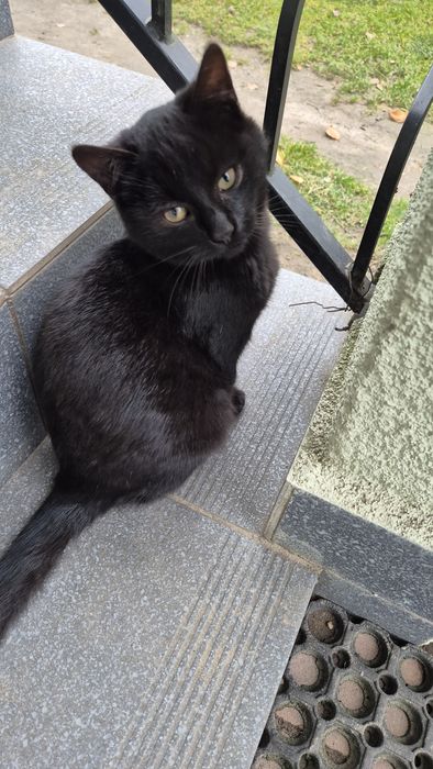 Oddam koty około 3 miesięczne