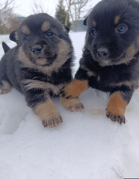 Віддаємо цуценят