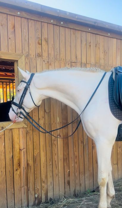 QUE TESOURO SOLAR – Um Lusitano que Encanta à Primeira Vista