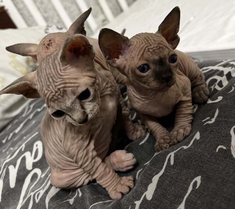 Канадський сфінкс