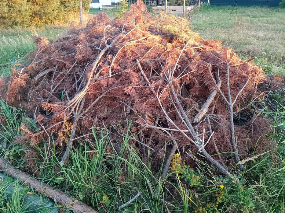 Gałęzie, drewno oddam za darmo