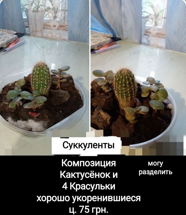 .Цветы  Кактусы Суккуленты от 5 грн.