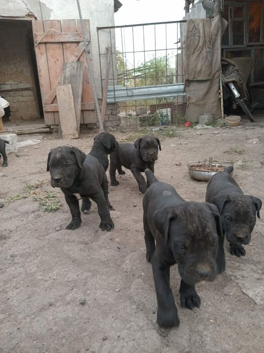 Продаю кані-корси