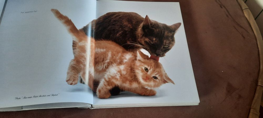 A CAT'' S LIFE edicao de soberbas fotografias  by Jane Burton