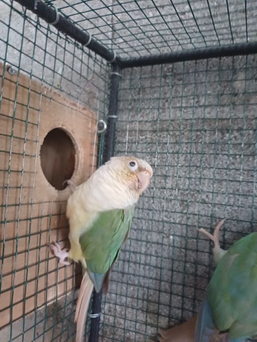 Casal Phyrruras 2022