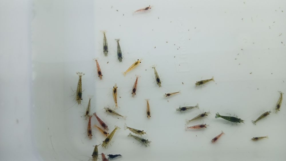 Camarões Shrimps Neocaridinas diversos