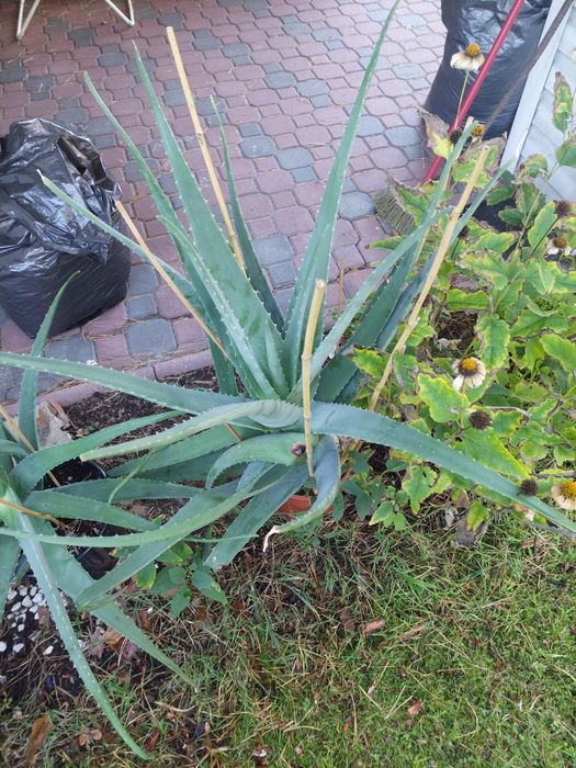 Kwiatek doniczkowy Aloes