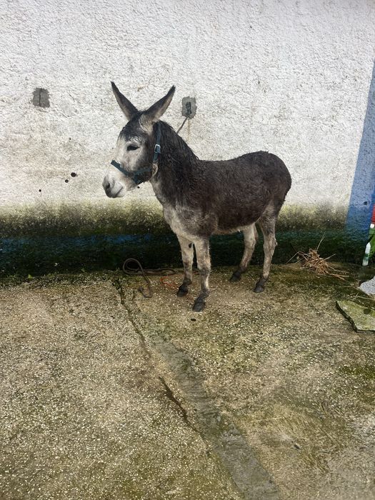 Burrinho manso montado