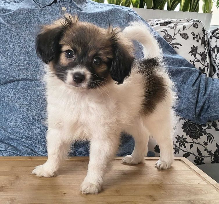 szczeniak PHALENE, piękny sobolowy piesek (nie papillon) ZKwP / FCI