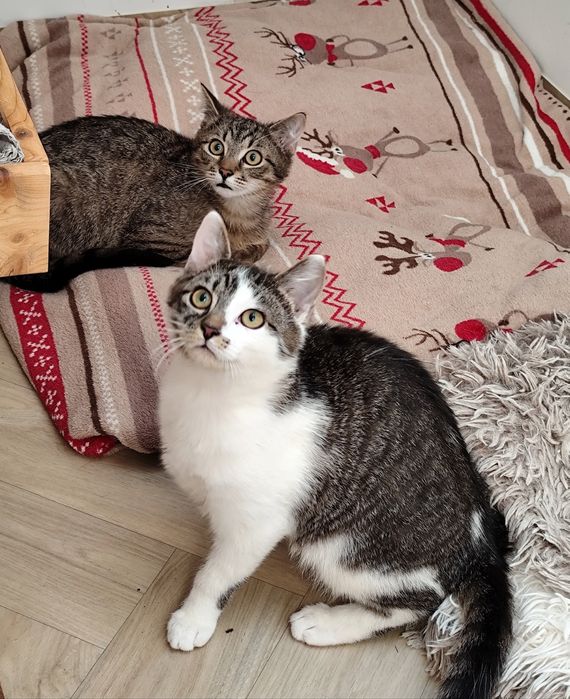 Parmezan i Chedar czekają na dom