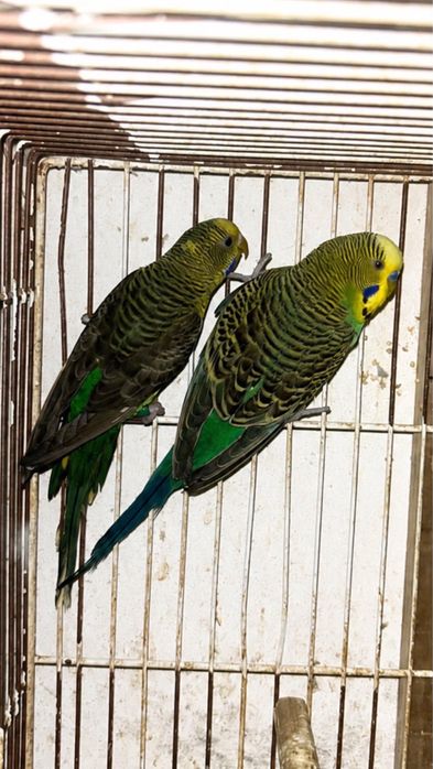 Casal de periquitos portadores de blakface