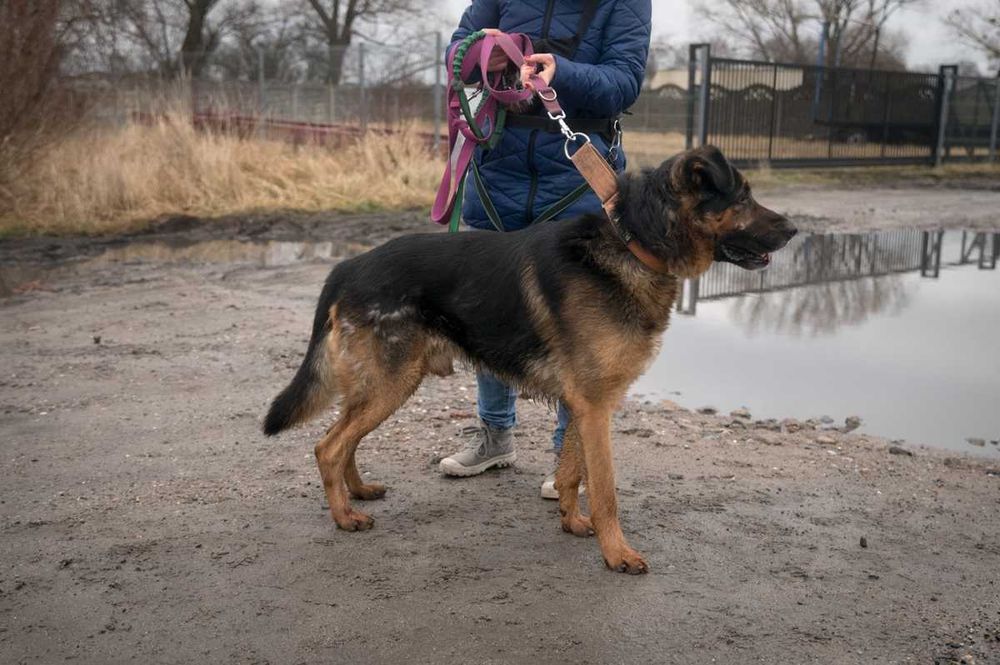Szuka opiekuna, który będzie jego przewodnikiem i przyjacielem