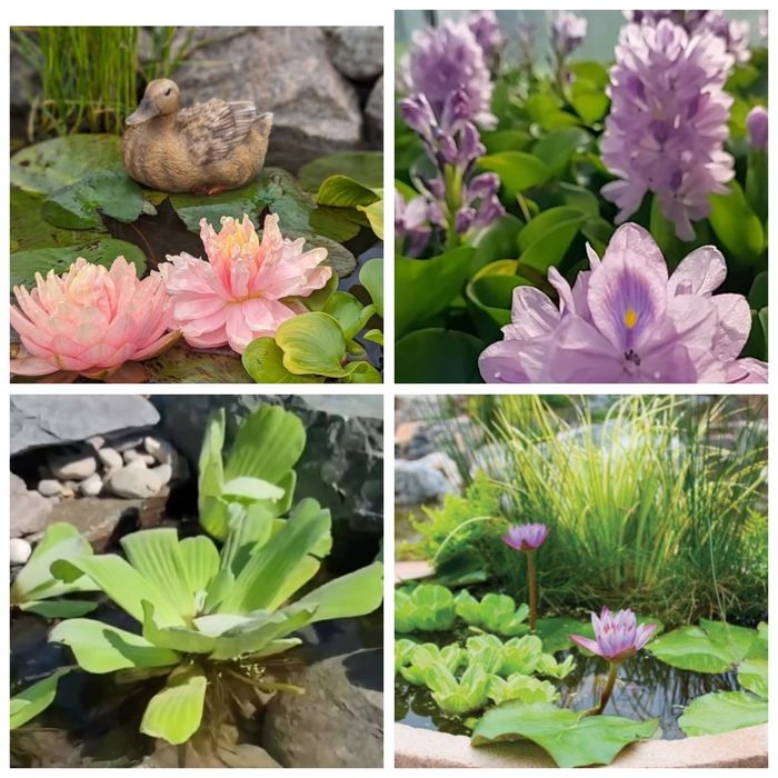 Ейхорнія,пістія,водяний гіацинт