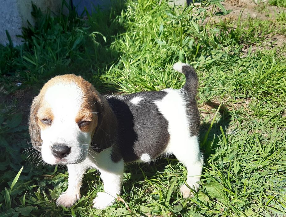 Fantástica femea Beagle