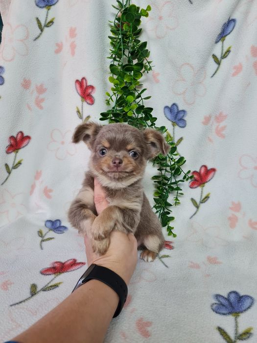 Excecional menino mini pelo comprido Chihuahua/Chiuaua de Qualidade