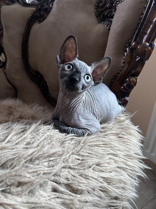 Sfinks kanadyjski czarna kotka