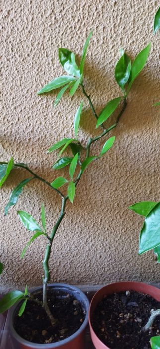 Ora Pro Nobis desde 5 euros