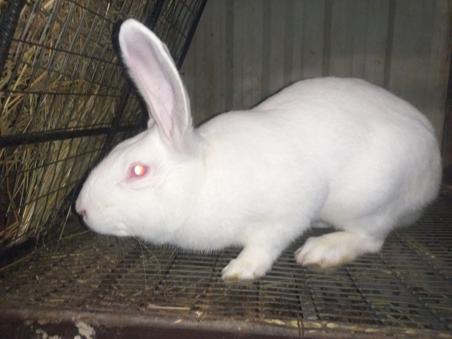 Кролик самець Термонська біла