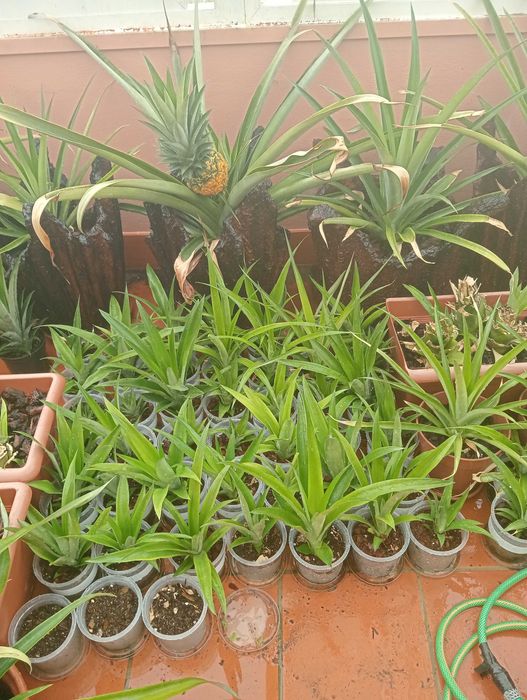 Plantas de Ananás  ( ananas )